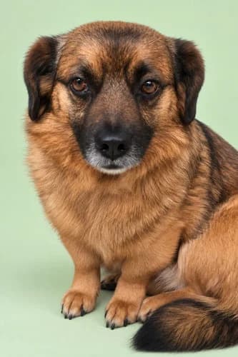 Raffi auf Pflegestelle, male Mixed Breed for adoption at Tierschutz Kinzig-Main e.V. (Tierheim Gelnhausen)
