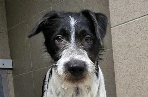 Robby *RESERVIERT*, male puppy Mixed Breed for adoption at Tierschutz Kinzig-Main e.V. (Tierheim Gelnhausen)