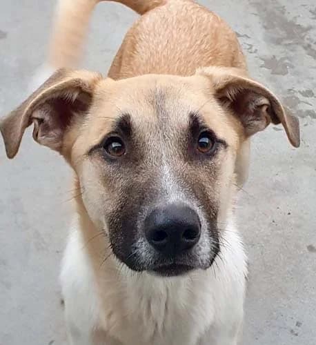 Rocky Beige, female Mixed Breed for adoption at Tierschutz Kinzig-Main e.V. (Tierheim Gelnhausen)