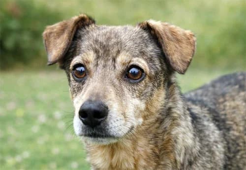 Roland *GEBLOCKT 14.10.*, male Mixed Breed for adoption at Tierschutz Kinzig-Main e.V. (Tierheim Gelnhausen)