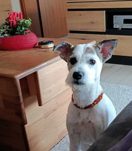 Roxie – externe Vermittlung, female 5yo Mixed Breed for adoption at Tierschutz Kinzig-Main e.V. (Tierheim Gelnhausen)