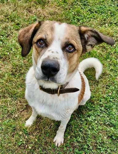 SchrΓΆder, male 5yo Mixed Breed for adoption at Tierschutz Kinzig-Main e.V. (Tierheim Gelnhausen)