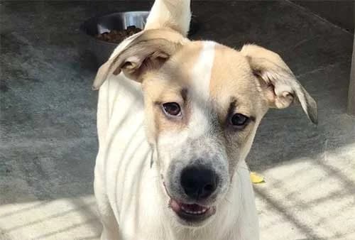Shilo, male puppy Mixed Breed for adoption at Tierschutz Kinzig-Main e.V. (Tierheim Gelnhausen)