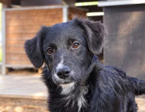 Talani, female Mixed Breed for adoption at Tierschutz Kinzig-Main e.V. (Tierheim Gelnhausen)