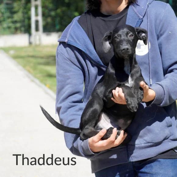 Thaddeus *GEBLOCKT 23.10.*, male Mixed Breed for adoption at Tierschutz Kinzig-Main e.V. (Tierheim Gelnhausen)
