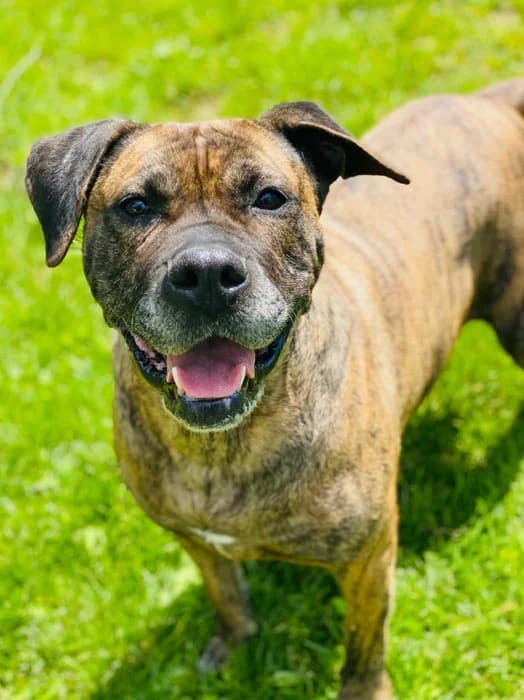 Tira, female senior Mixed Breed for adoption at Tierschutz Kinzig-Main e.V. (Tierheim Gelnhausen)