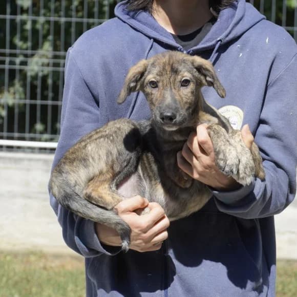 Toast, male puppy Mixed Breed for adoption at Tierschutz Kinzig-Main e.V. (Tierheim Gelnhausen)