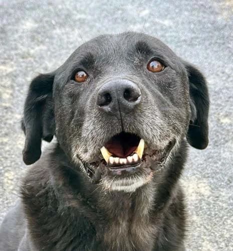 Vincente, male 5yo Mixed Breed for adoption at Tierschutz Kinzig-Main e.V. (Tierheim Gelnhausen)