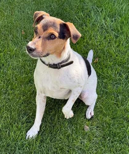 Yosh – externe Vermittlung, tricolor male Mixed Breed for adoption at Tierschutz Kinzig-Main e.V. (Tierheim Gelnhausen)