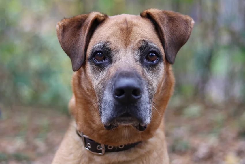 Sam, braun male Belgian Malinois for adoption at Tierheim Gelsenkirchen, Gelsenkirchen
