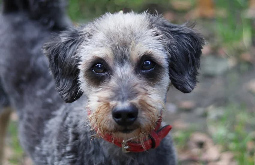 Anton, grau-braun-schwarz male senior mixed breed for adoption at Tierheim Gelsenkirchen, Gelsenkirchen