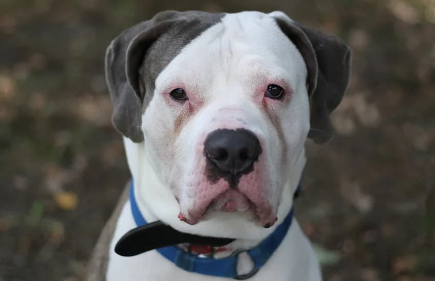 Pablo, blau brindle mit weiß male senior English Bulldog for adoption at Tierheim Gelsenkirchen, Gelsenkirchen