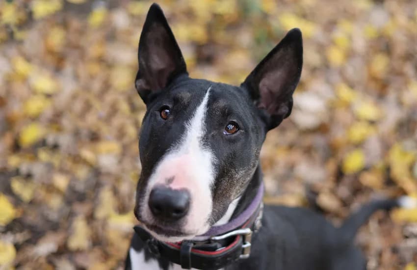 Dark, schwarz-weiß male senior Bull Terrier for adoption at Tierheim Gelsenkirchen, Gelsenkirchen
