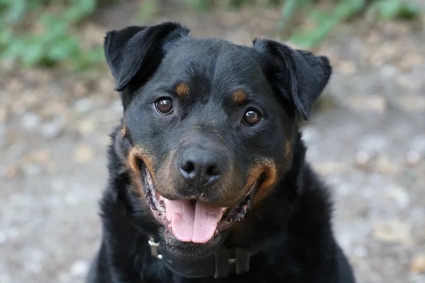 Karabash (Kalle), schwarz-braun male senior Rottweiler for adoption at Tierheim Gelsenkirchen, Gelsenkirchen