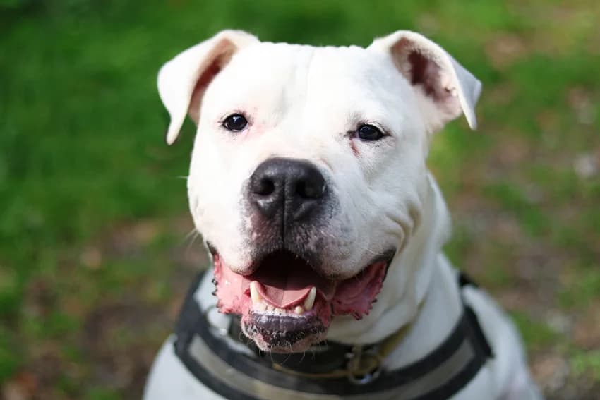Pablo, weiΓ male mixed breed for adoption at Tierheim Gelsenkirchen, Gelsenkirchen