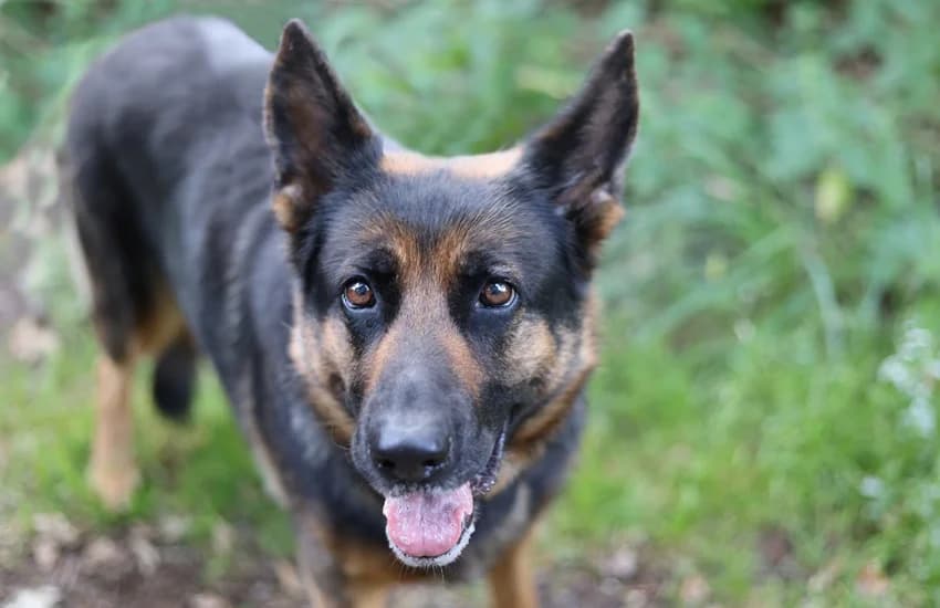 Juna (Szuzy), schwarz-braun female senior German Shepherd for adoption at Tierheim Gelsenkirchen, Gelsenkirchen