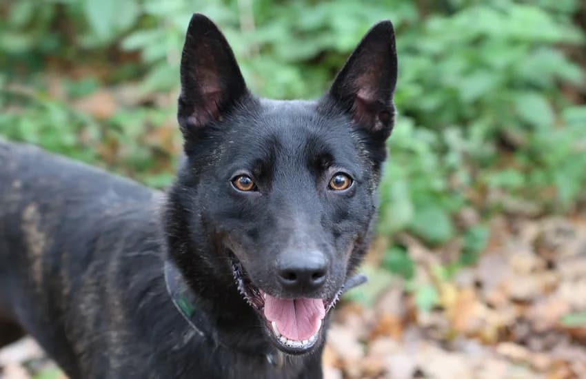 Aki, schwarz-braun male 5yo Belgian Malinois for adoption at Tierheim Gelsenkirchen, Gelsenkirchen
