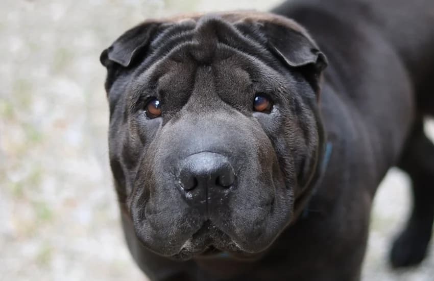 Boss, schwarz-braun male 6yo Shar Pei for adoption at Tierheim Gelsenkirchen, Gelsenkirchen