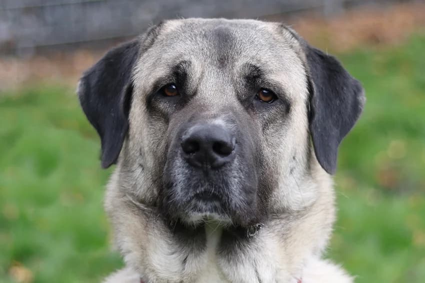 Aslan, beige mit Maske male 4yo Kangal for adoption at Tierheim Gelsenkirchen, Gelsenkirchen