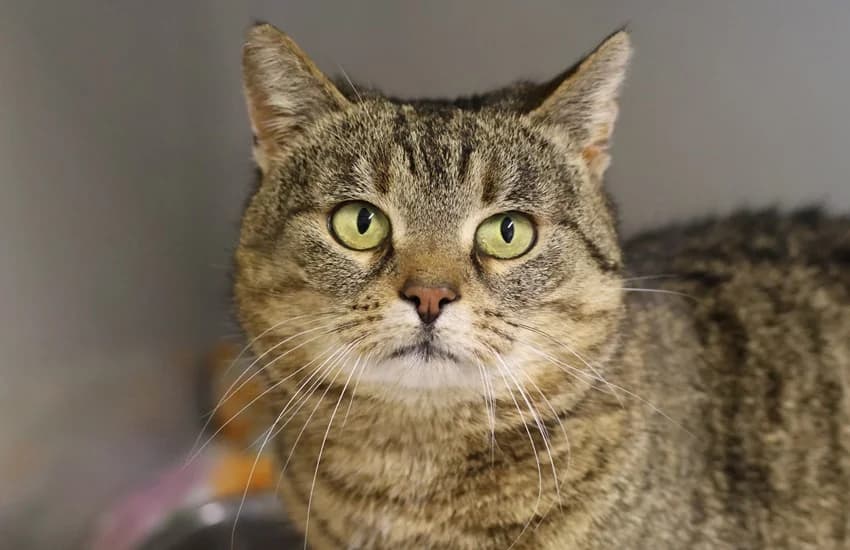 Nadira, getigert female 7yo European Shorthair for adoption at Tierheim Gelsenkirchen, Gelsenkirchen