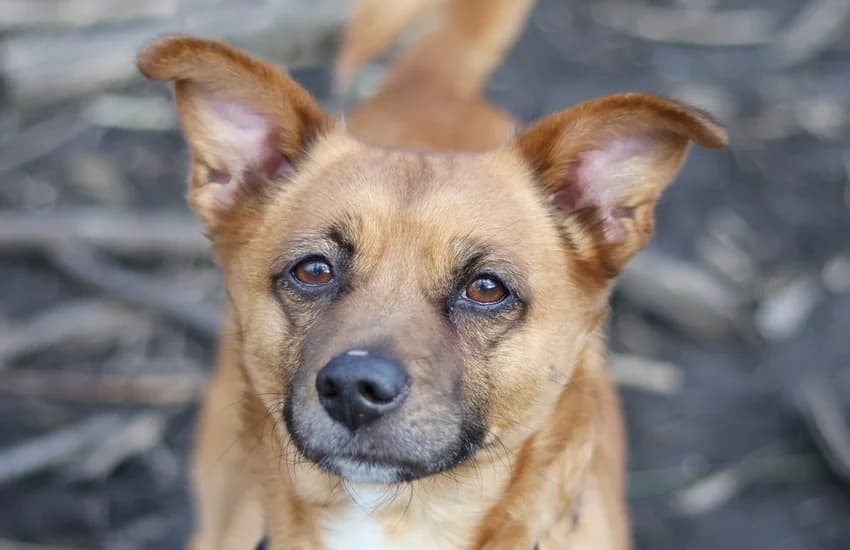 Chuan (Valentin), braun-weiß male 6yo Mixed Breed for adoption at Tierheim Gelsenkirchen, Gelsenkirchen