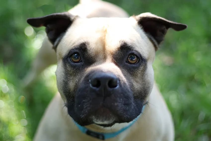 Choppo, beige mit Maske male 5yo Staffordshire Bull Terrier for adoption at Tierheim Gelsenkirchen, Gelsenkirchen
