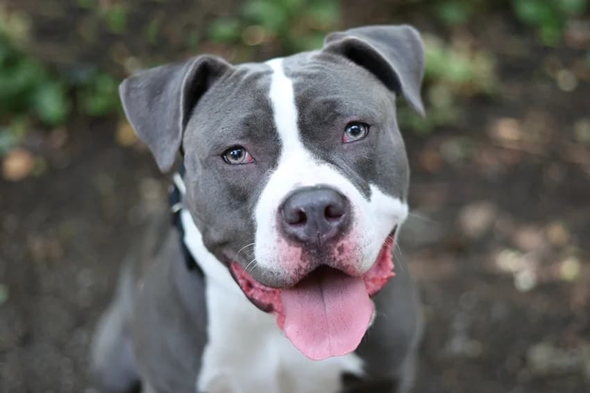 Klara, blau-weiß female 3yo Staffordshire Bull Terrier for adoption at Tierheim Gelsenkirchen, Gelsenkirchen