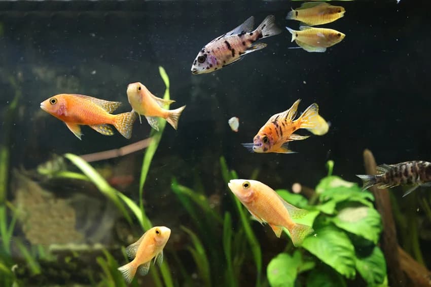 Fische, Mixed Breed for adoption at Tierheim Gelsenkirchen, Gelsenkirchen