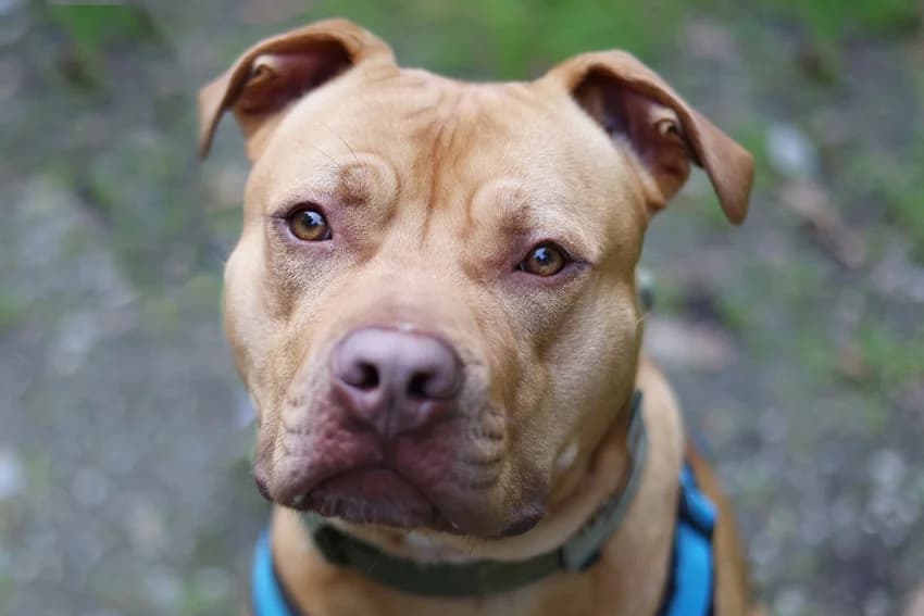 Ben, hellbraun male Pit Bull Terrier for adoption at Tierheim Gelsenkirchen, Gelsenkirchen