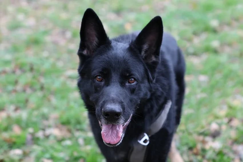 Xandor, schwarz-braun male 6yo German Shepherd for adoption at Tierheim Gelsenkirchen, Gelsenkirchen