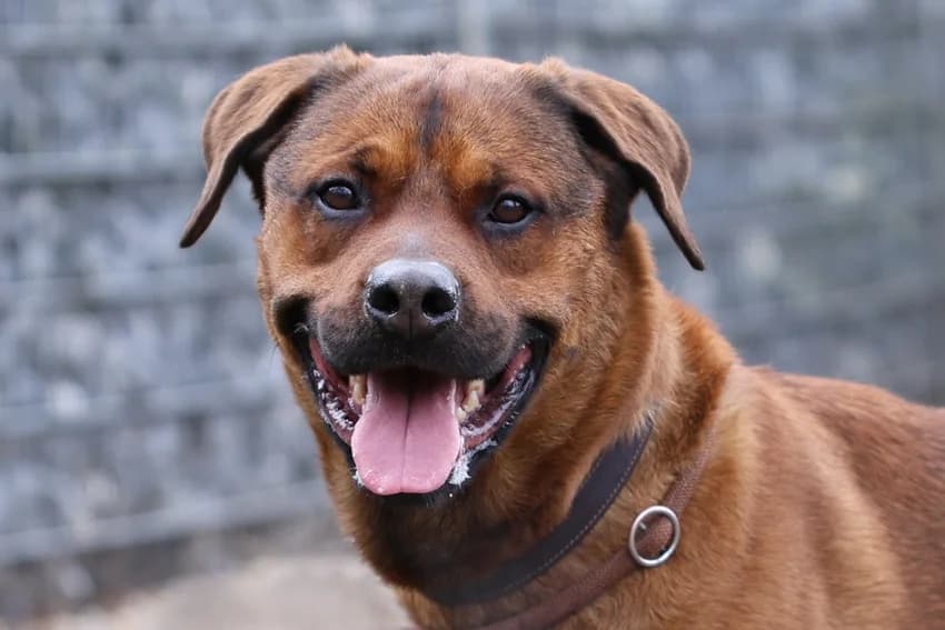 Loki, braun-schwarz male 5yo Rottweiler for adoption at Tierheim Gelsenkirchen, Gelsenkirchen