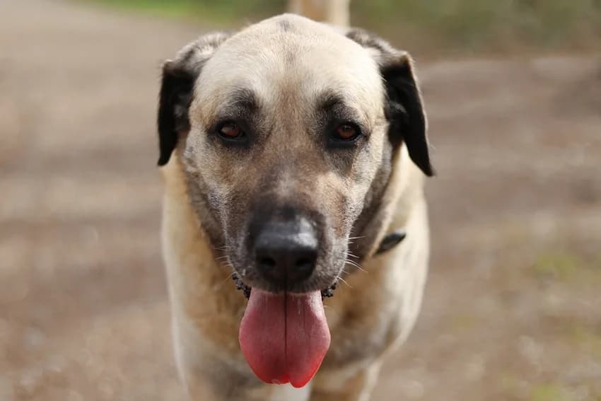 Lilli, beige mit Maske female senior Kangal for adoption at Tierheim Gelsenkirchen, Gelsenkirchen