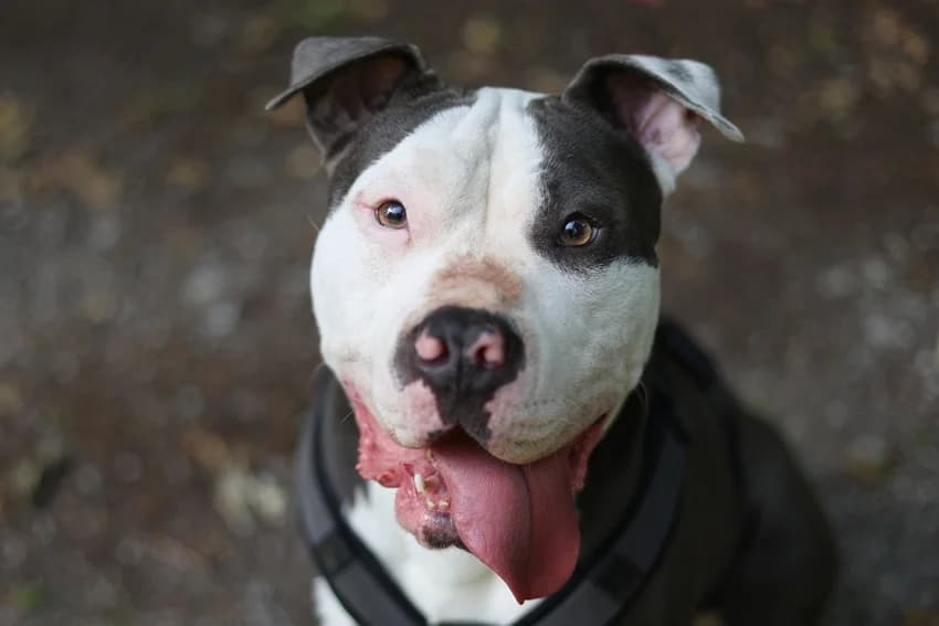 Panya, schwarz-weiß female Pit Bull Terrier for adoption at Tierheim Gelsenkirchen, Gelsenkirchen