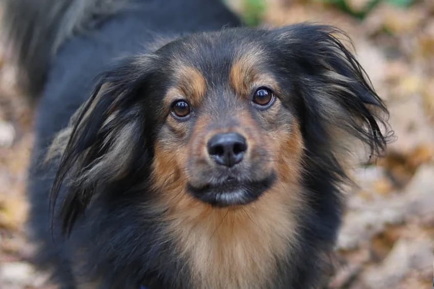 Fynn, schwarz-braun male 4yo Mixed Breed for adoption at Tierheim Gelsenkirchen, Gelsenkirchen