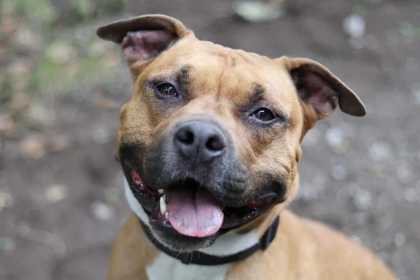 Carlos, braun-weiß male 6yo Staffordshire Bull Terrier for adoption at Tierheim Gelsenkirchen, Gelsenkirchen