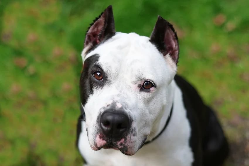 Jutta, weiß-schwarz female 5yo Staffordshire Bull Terrier for adoption at Tierheim Gelsenkirchen, Gelsenkirchen