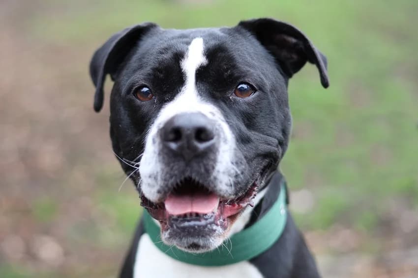 Pasa, schwarz-weiß male 6yo English Bulldog for adoption at Tierheim Gelsenkirchen, Gelsenkirchen