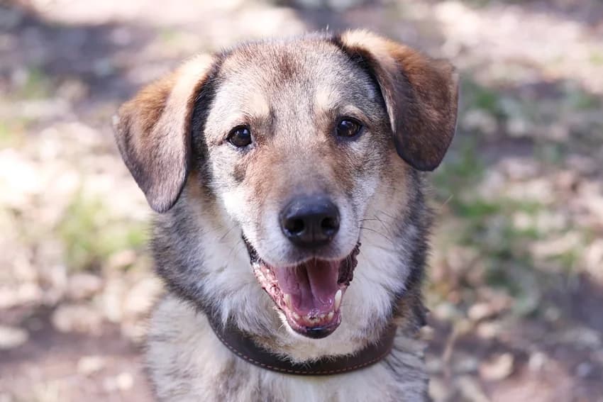 Lykos, tricolor male Mixed Breed for adoption at Tierheim Gelsenkirchen, Gelsenkirchen