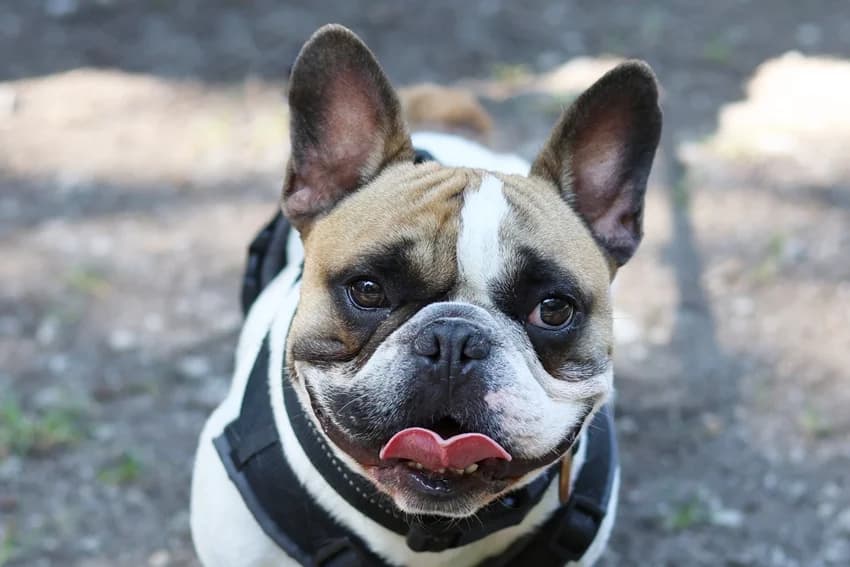Vader, weiß-braun male French Bulldog for adoption at Tierheim Gelsenkirchen, Gelsenkirchen
