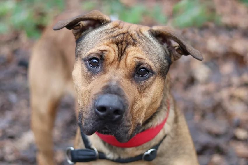 Hannibal, braun male young Staffordshire Bull Terrier for adoption at Tierheim Gelsenkirchen, Gelsenkirchen