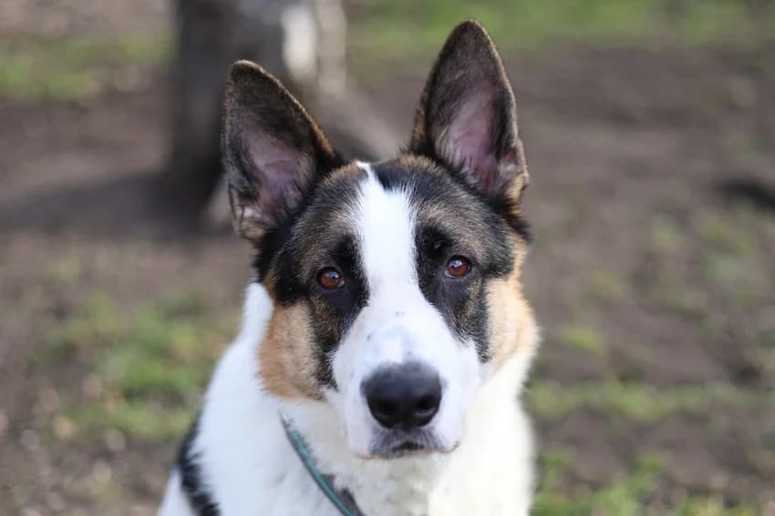 Curtis, weiß-schwarz-braun male 3yo German Shepherd for adoption at Tierheim Gelsenkirchen, Gelsenkirchen