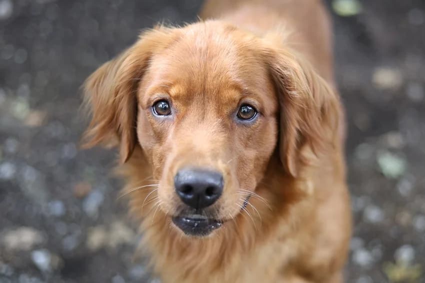 Grace, rot female Golden Retriever for adoption at Tierheim Gelsenkirchen, Gelsenkirchen