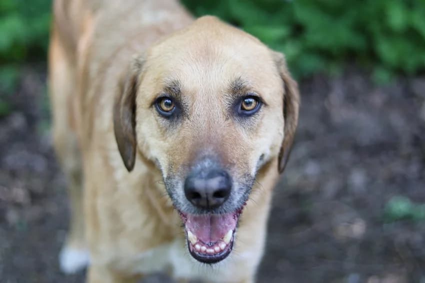 Fossa, braun male Mixed Breed for adoption at Tierheim Gelsenkirchen, Gelsenkirchen