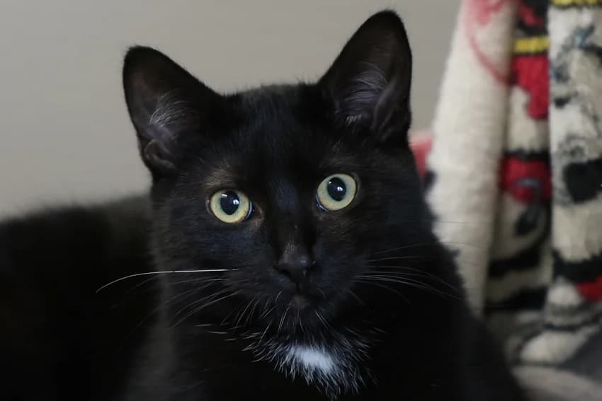 Kuni, schwarz mit weißem Brustfleck female young European Shorthair for adoption at Tierheim Gelsenkirchen, Gelsenkirchen