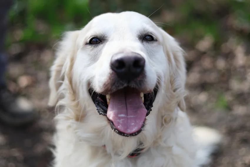 Nanuk, beige male Golden Retriever for adoption at Tierheim Gelsenkirchen, Gelsenkirchen