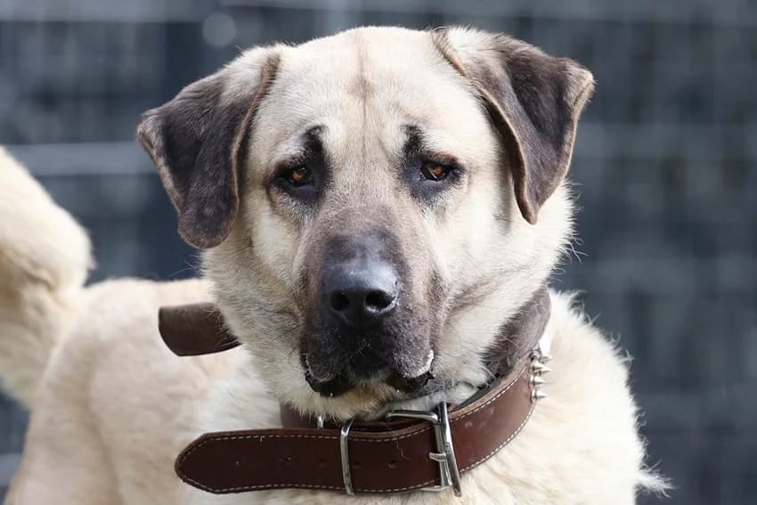 Pusat, beige mit Maske male 3yo Kangal for adoption at Tierheim Gelsenkirchen, Gelsenkirchen
