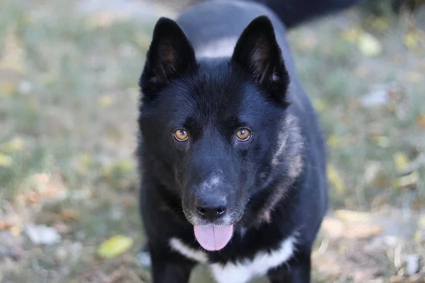 Ozzi, schwarz mit weißen Abzeichen male 6yo Akita for adoption at Tierheim Gelsenkirchen, Gelsenkirchen