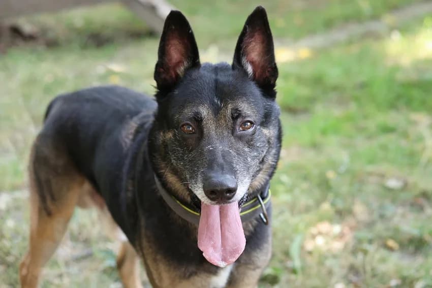 Remus, braun-schwarz male German Shepherd for adoption at Tierheim Gelsenkirchen, Gelsenkirchen