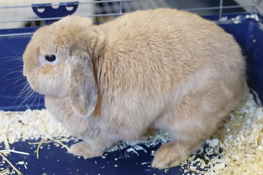 Brown Sugar, male Mixed Breed for adoption at Tierheim Gelsenkirchen, Gelsenkirchen