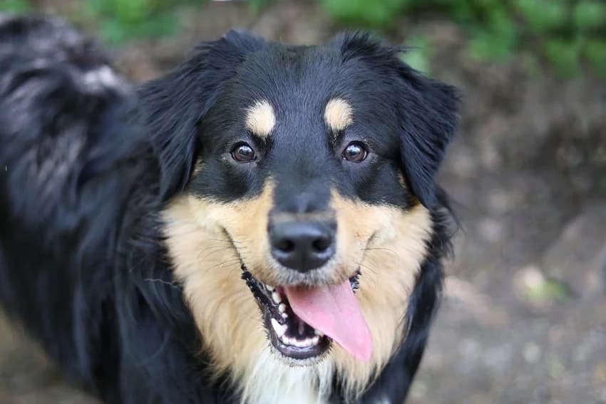 Cujo, ticolor male mixed breed for adoption at Tierheim Gelsenkirchen, Gelsenkirchen